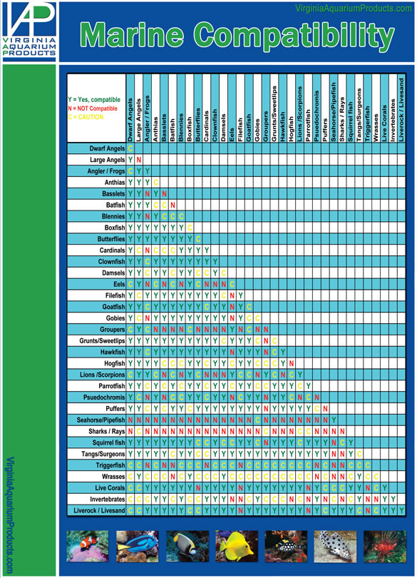 Saltwater Fish Compatibility Chart Ponasa